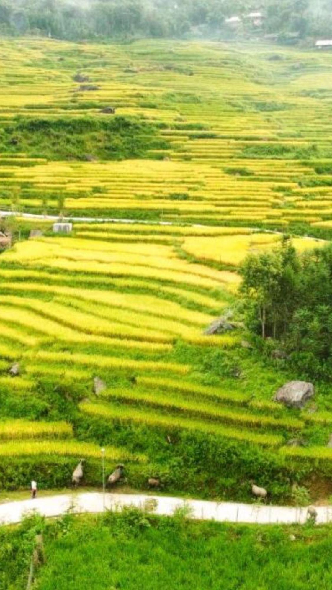 Hotel Sau Meo Mountain View Sapa Exterior foto
